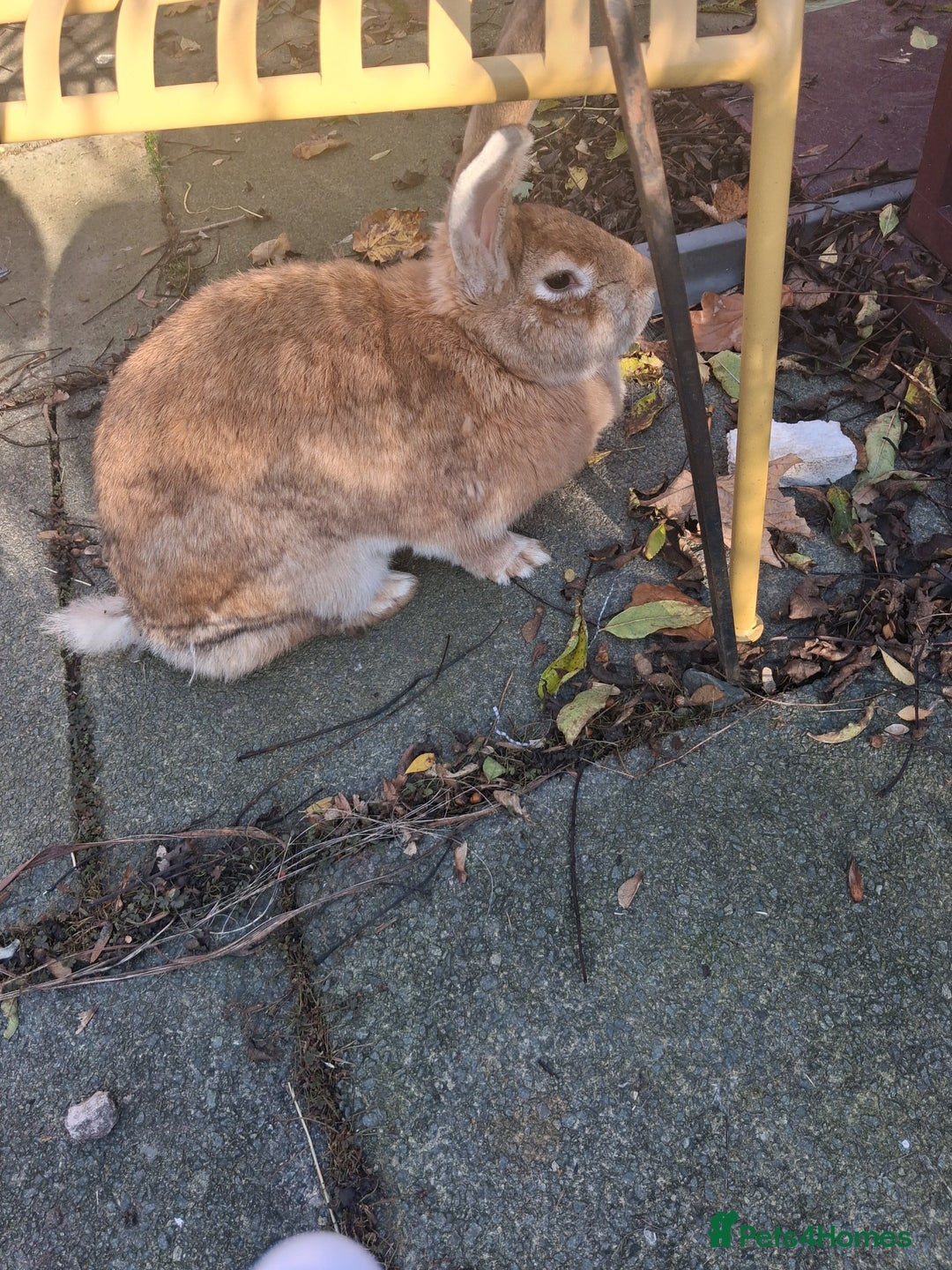 Continental Giant rabbits for sale: Gorgeous Giant Continental rabbit - Advert 2