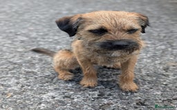 Border Terrier dogs for sale: Outstanding Quality KC Border Terriers  - Image 5