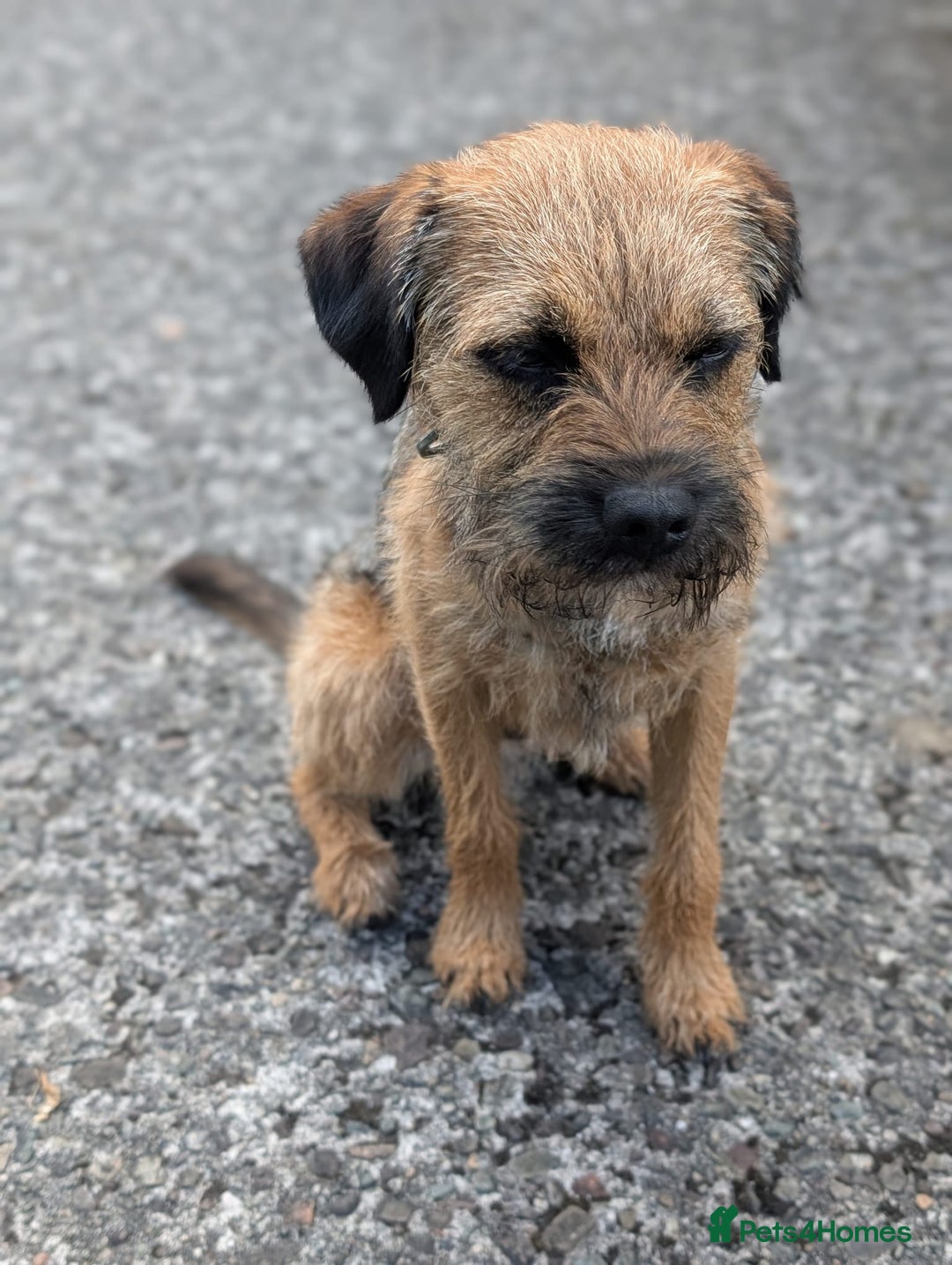Border Terrier dogs for sale: Outstanding Quality KC Border Terriers  - Image 5