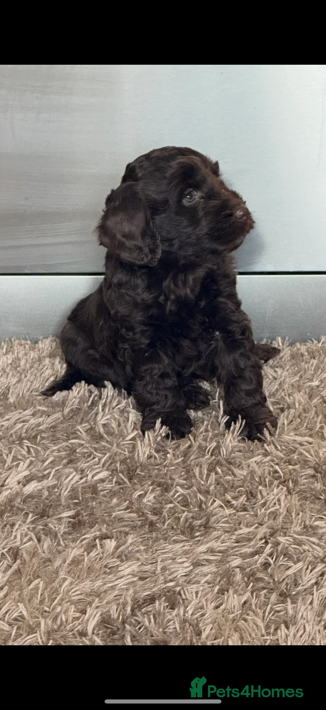 Miniature Poodle dogs for stud: Miniture poodle stud  in Marlborough - Advert 8