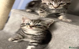 Mixed Breed cats for sale: 5 cute kittens for sale.  - Image 17