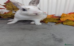 Rex rabbits for sale: Mini rex ready to reserve  - Image 8