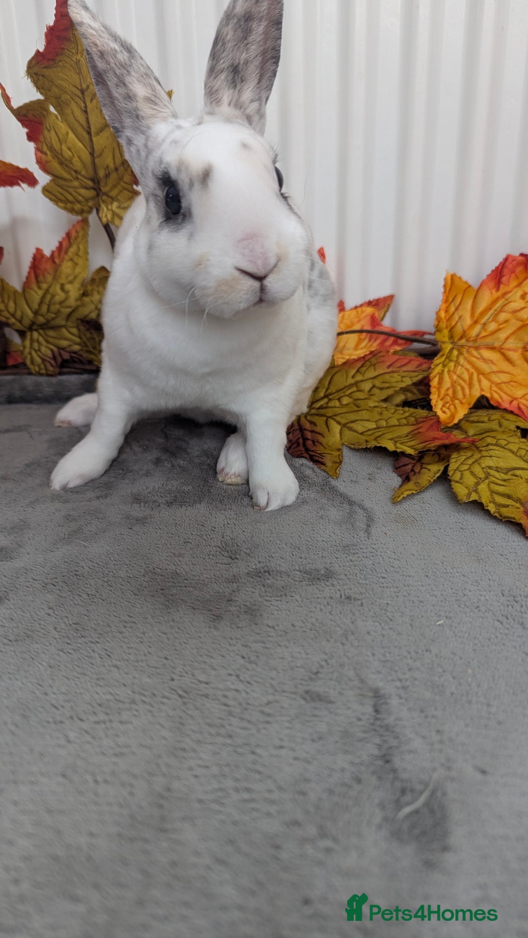 Rex rabbits for sale: Mini rex ready to reserve  - Image 8