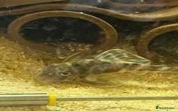 Plecos fish for sale: L333 Gurupa Rare! 9 adults.  - Image 11