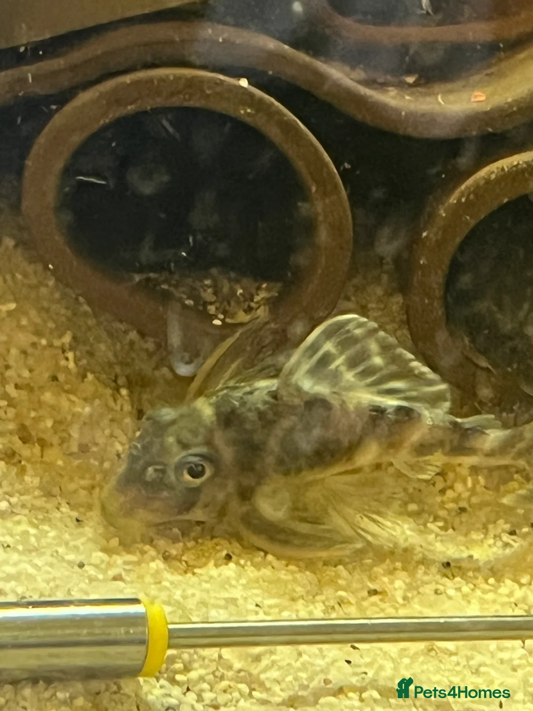 Plecos fish for sale: L333 Gurupa Rare! 9 adults. Pairs also available.  - Advert 10