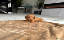 Miniature Dachshund dogs for sale: Miniature daschunds - Image 8