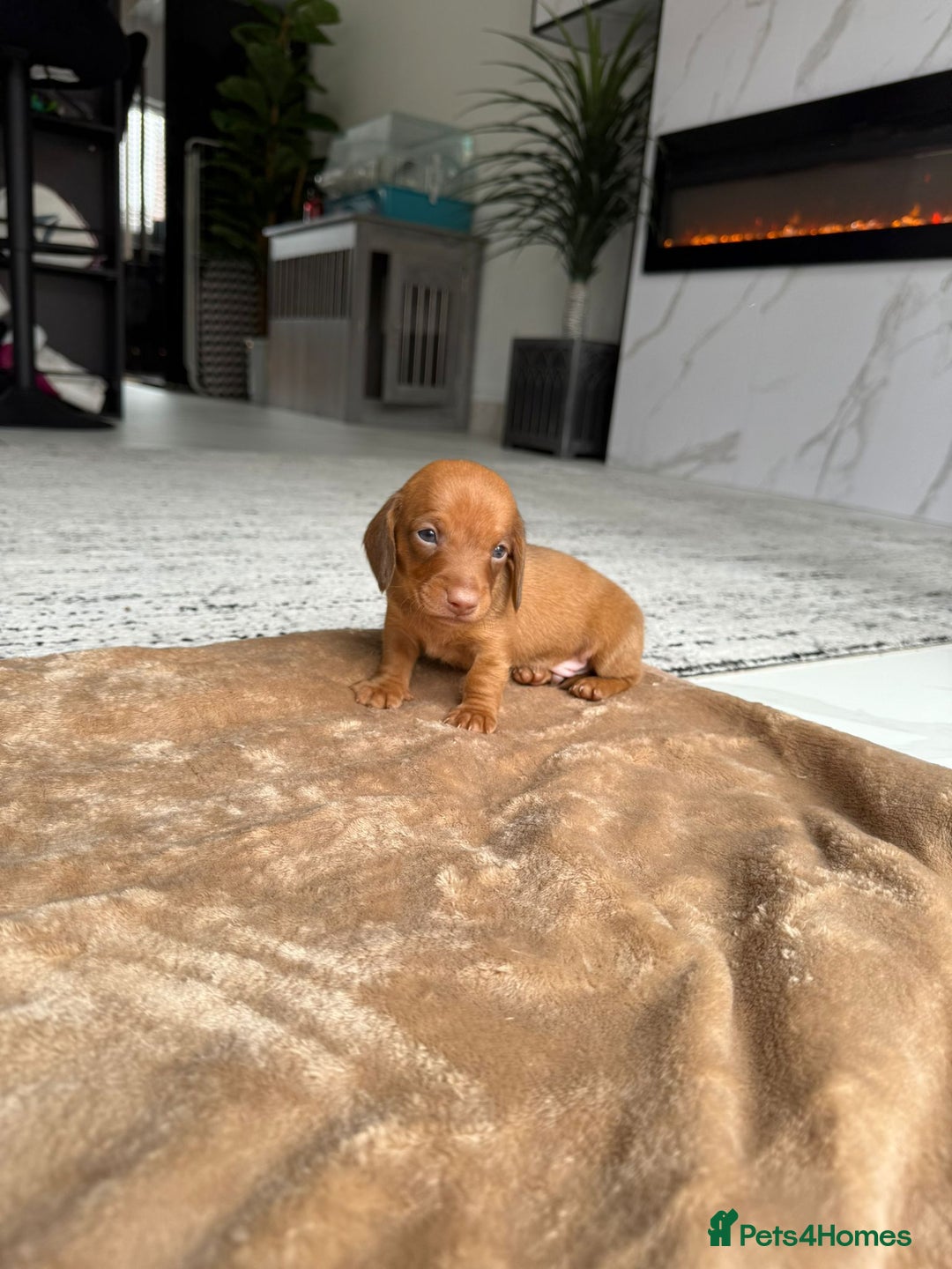 Miniature Dachshund dogs for sale: Miniature daschunds - Image 8
