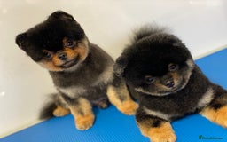 Pomeranian dogs for sale: *MINIATURE UNIQUE RARE tan toy Pomeranian boy 3yr* - Image 3