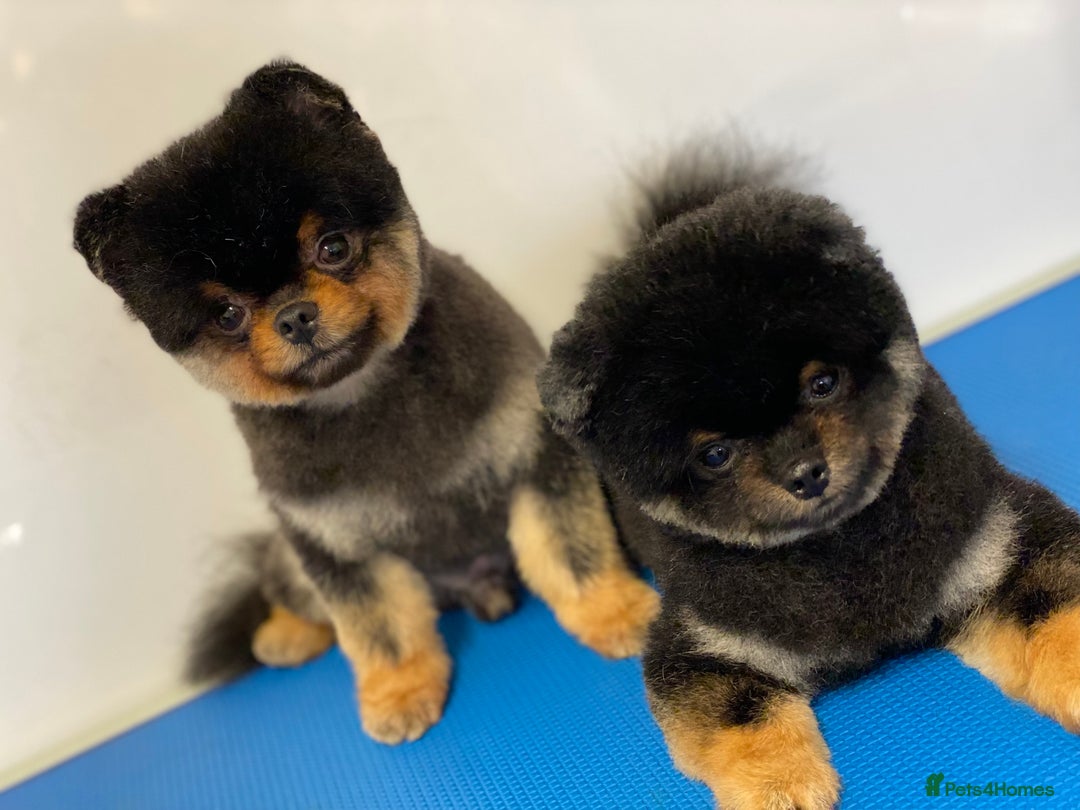 Pomeranian dogs for sale: *MINIATURE UNIQUE RARE tan toy Pomeranian boy 3yr* - Image 3