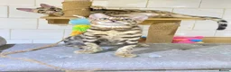 Bengal cats for sale: 🔥✨Pedigree TICA-Registered Bengals - Advert 20