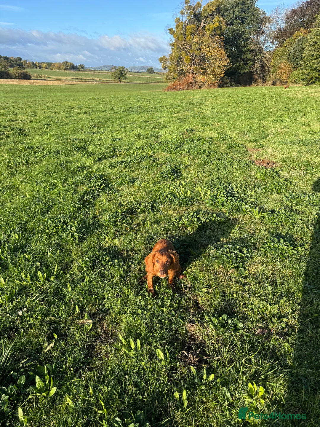 Cocker Spaniel dogs for sale: Purdey 7 month old kc cocker 5* amazing pedigree - Advert 2