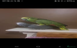 Parrots birds for sale: 2 parrots for sale african grey blue front amazon - Image 2
