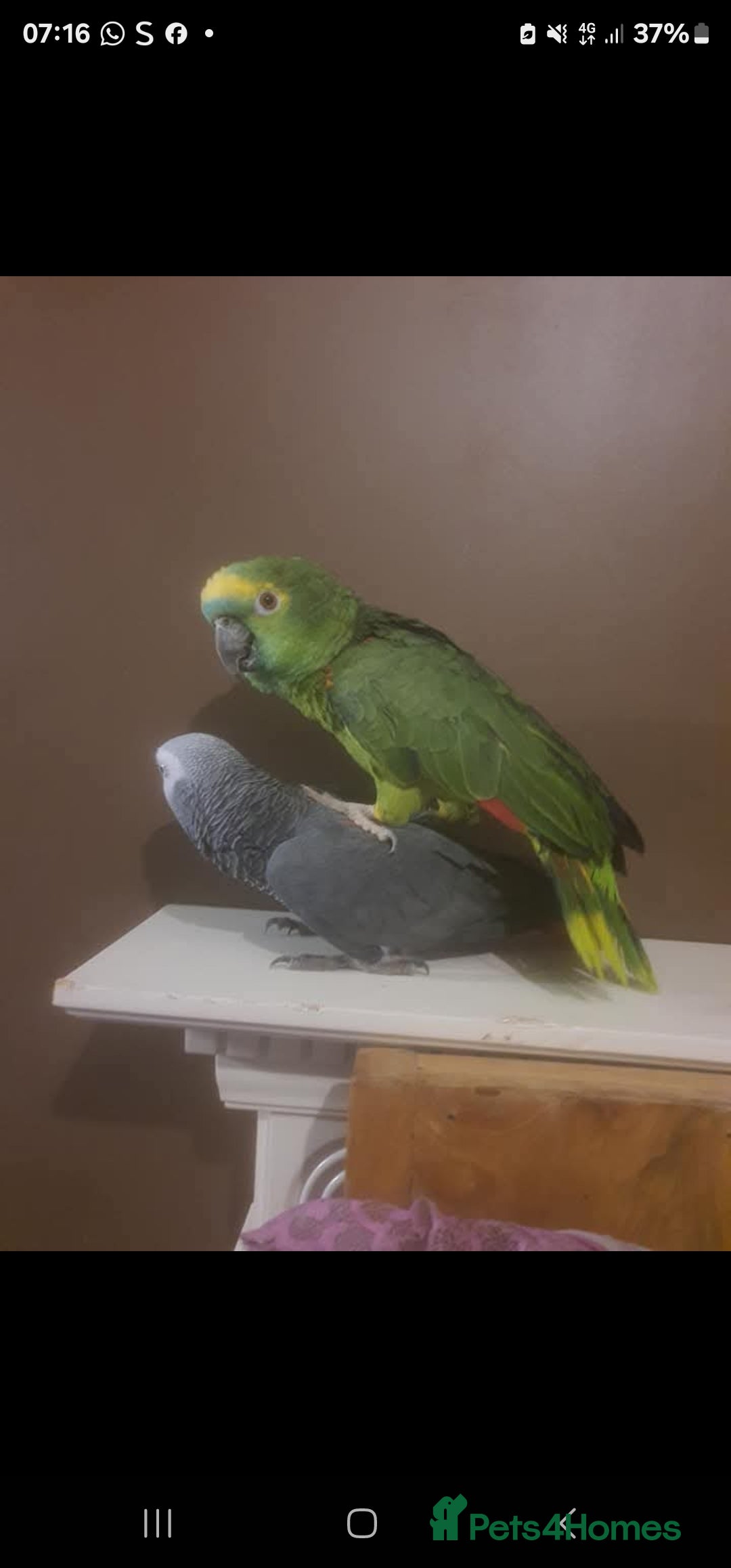 Parrots birds for sale: 2 parrots for sale african grey blue front amazon - Image 2