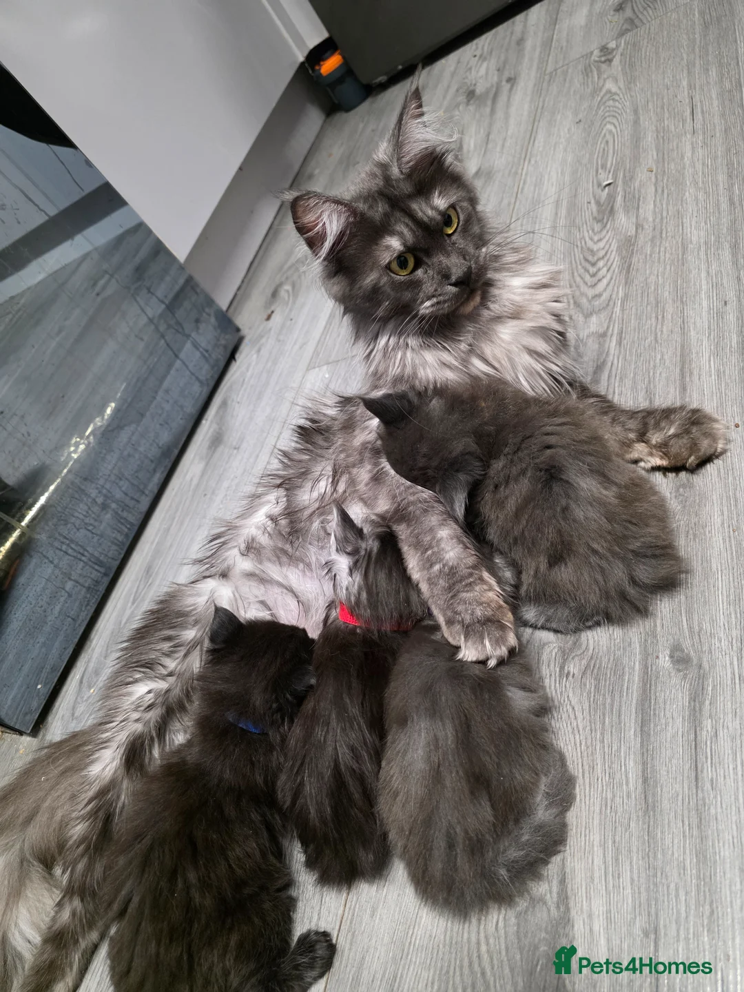 Maine Coon cats for sale: Maine coons - Advert 22