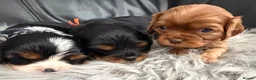 Cavalier King Charles Spaniel dogs for sale: KC REG EXTENSIVELY HEALTH TESTED CAV BABIES  - Advert 2