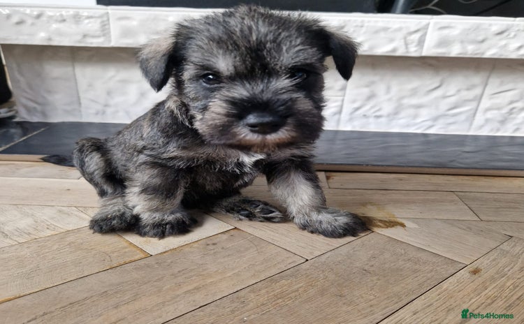 Miniature Schnauzer dogs - Advert 1