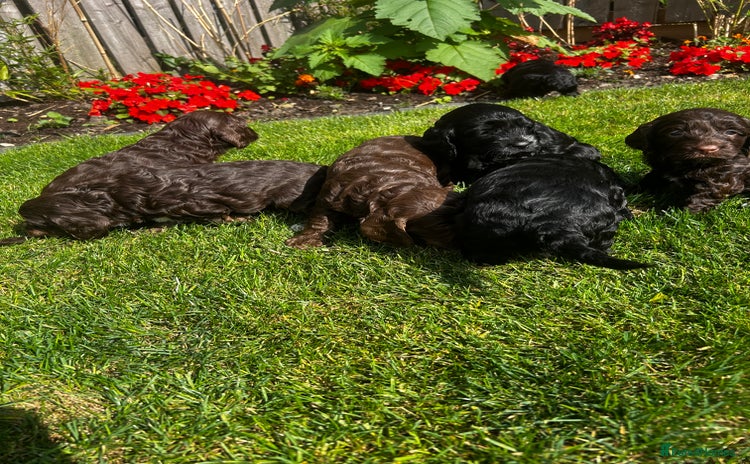 Cockapoo dogs - Advert 15