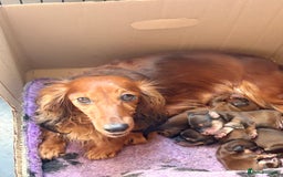 Miniature Dachshund dogs for sale: Miniature Dachshund puppies  - Image 14