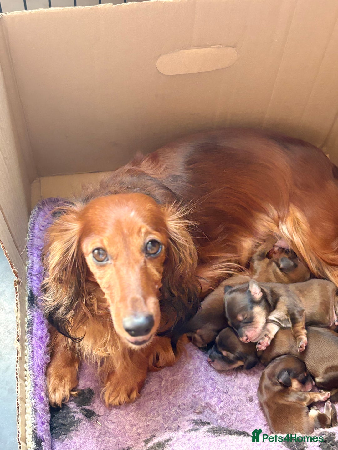 Miniature Dachshund dogs for sale: Miniature Dachshund puppies  - Image 14