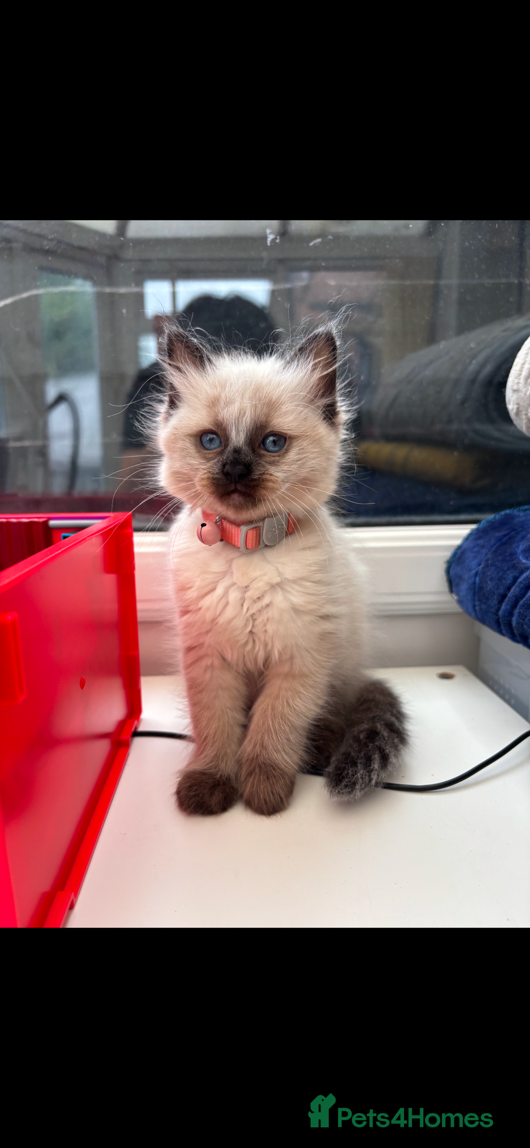 Ragdoll cats for sale: 3 gorgeous rag dolls ready to leave  - Image 2