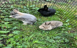 Netherland Dwarf rabbits for sale: 3 Netherland dwarf rabbits  - Image 10