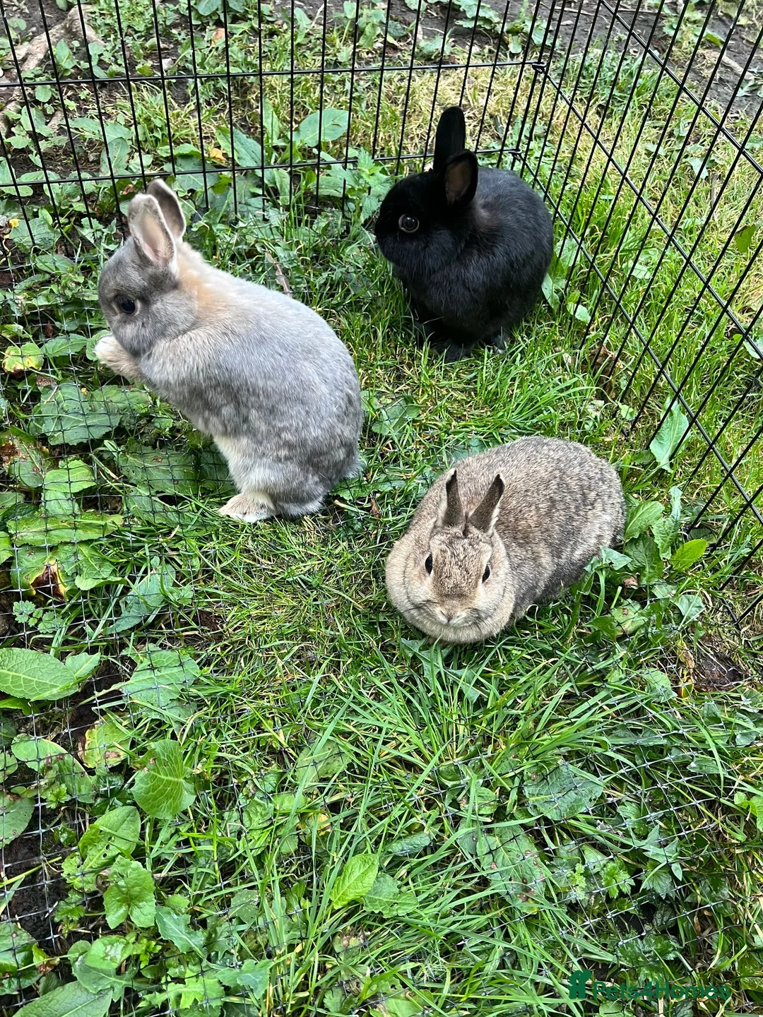 Netherland Dwarf rabbits for sale: 3 Netherland dwarf rabbits  - Advert 10