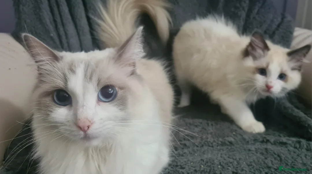 Ragdoll cats for sale: Ragdoll Boy Looking for Loving Home. - Advert 2