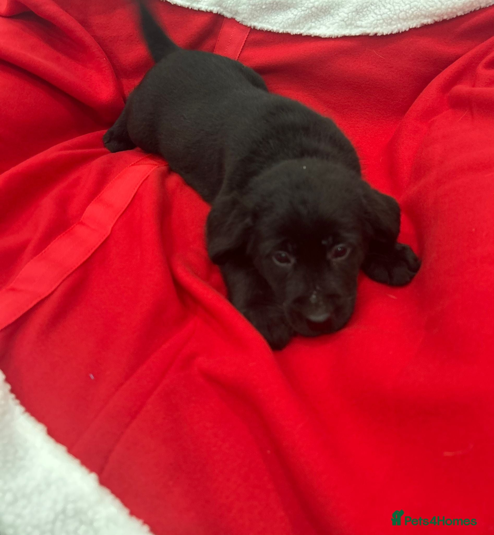 Labrador Retriever dogs KC Registered Health Tested Labrador puppies - Advert 7