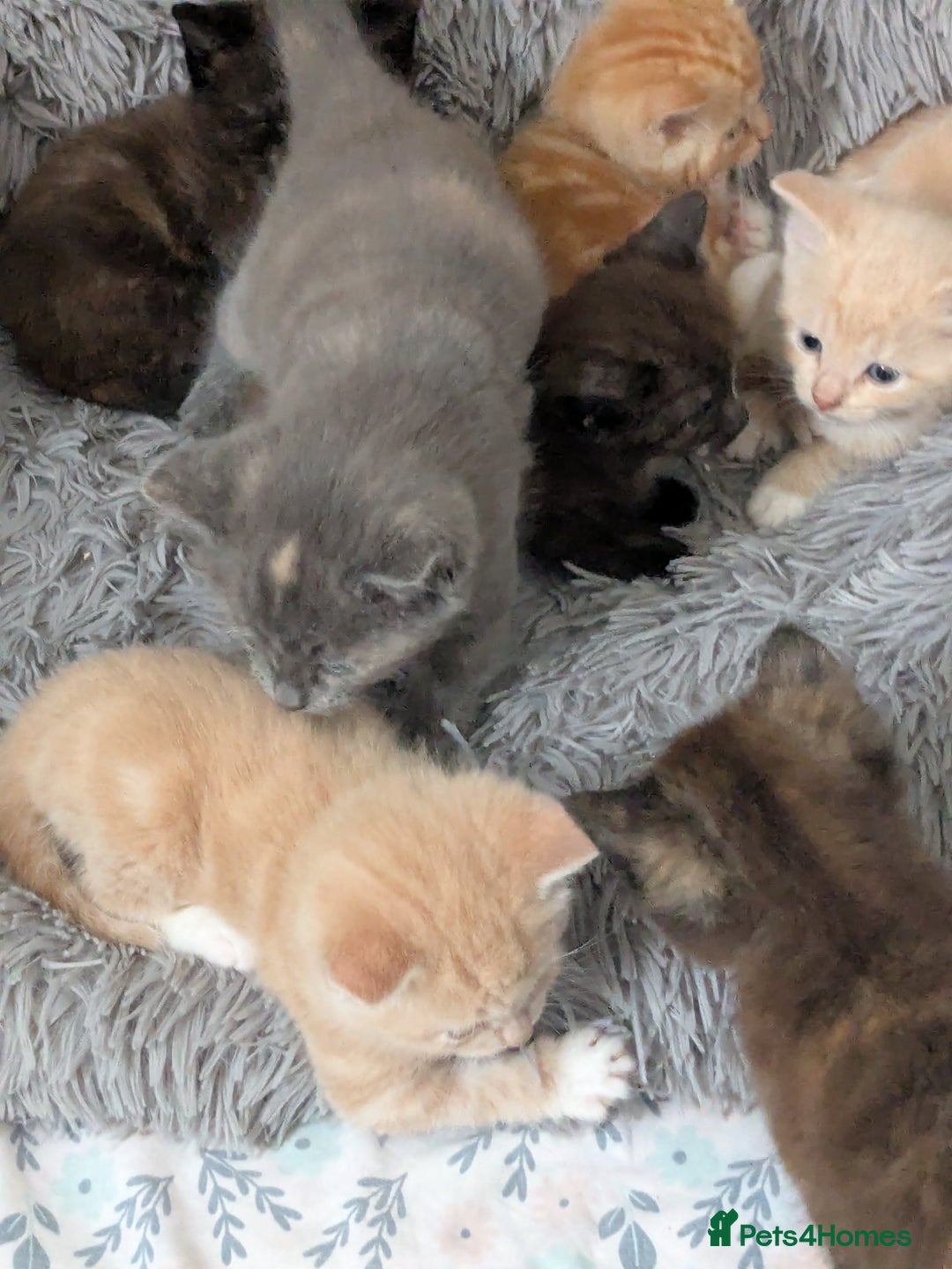 Mixed Breed cats for sale: Siamese/ragdoll/Scottish fold  - Image 3