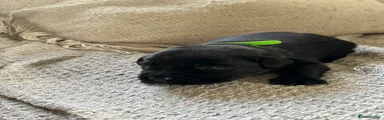 Puppy 1
