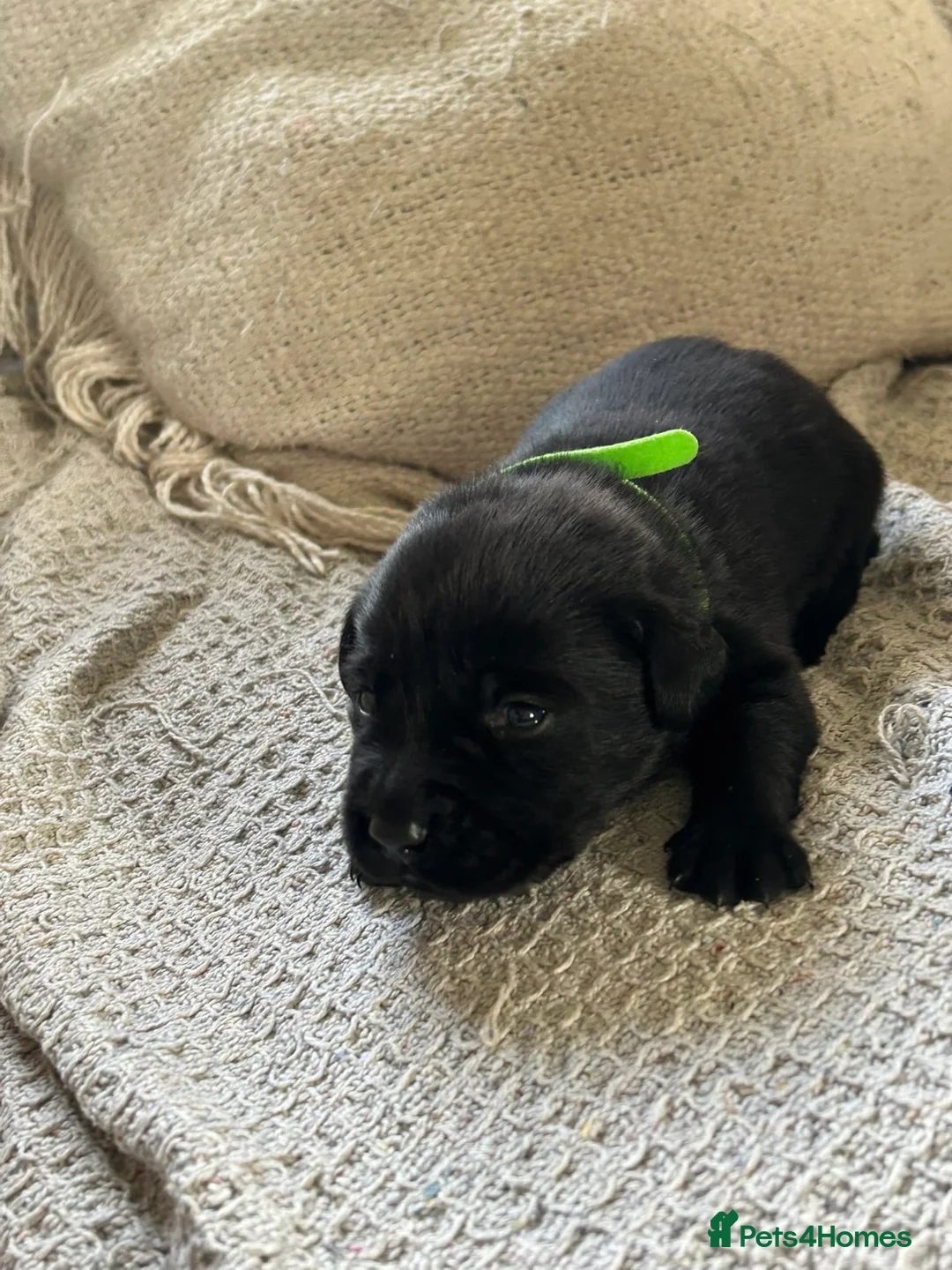 Labrador Retriever dogs for sale: KC Labrador puppies - Advert 2