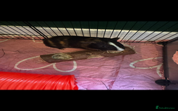 Guinea Pig rodents for sale: 2 x Male Guinea Pigs - Image 4