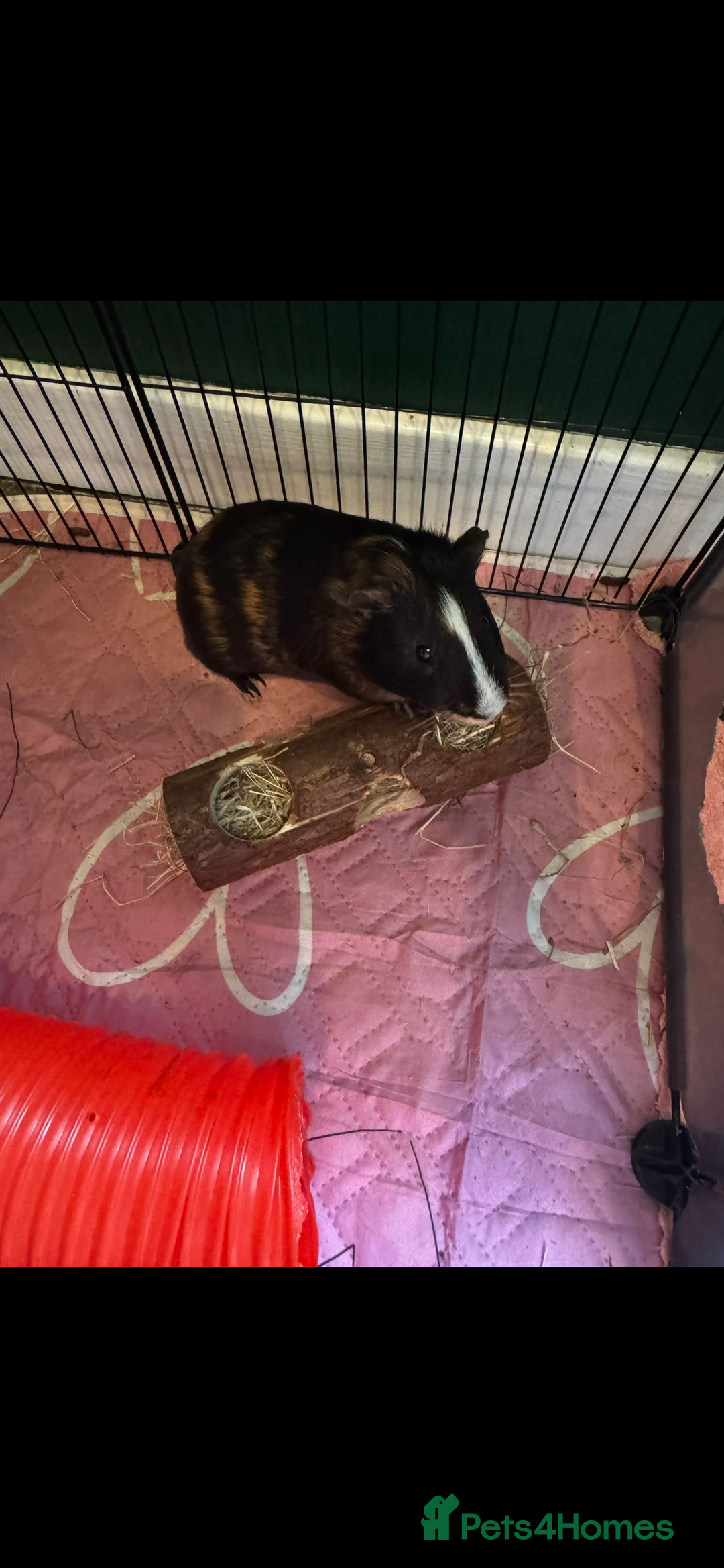 Guinea Pig rodents for sale: 2 x Male Guinea Pigs - Image 4