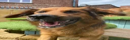 German Shepherd dogs for adoption: Harley is looking for a new forever home  in Castleford - Advert 13