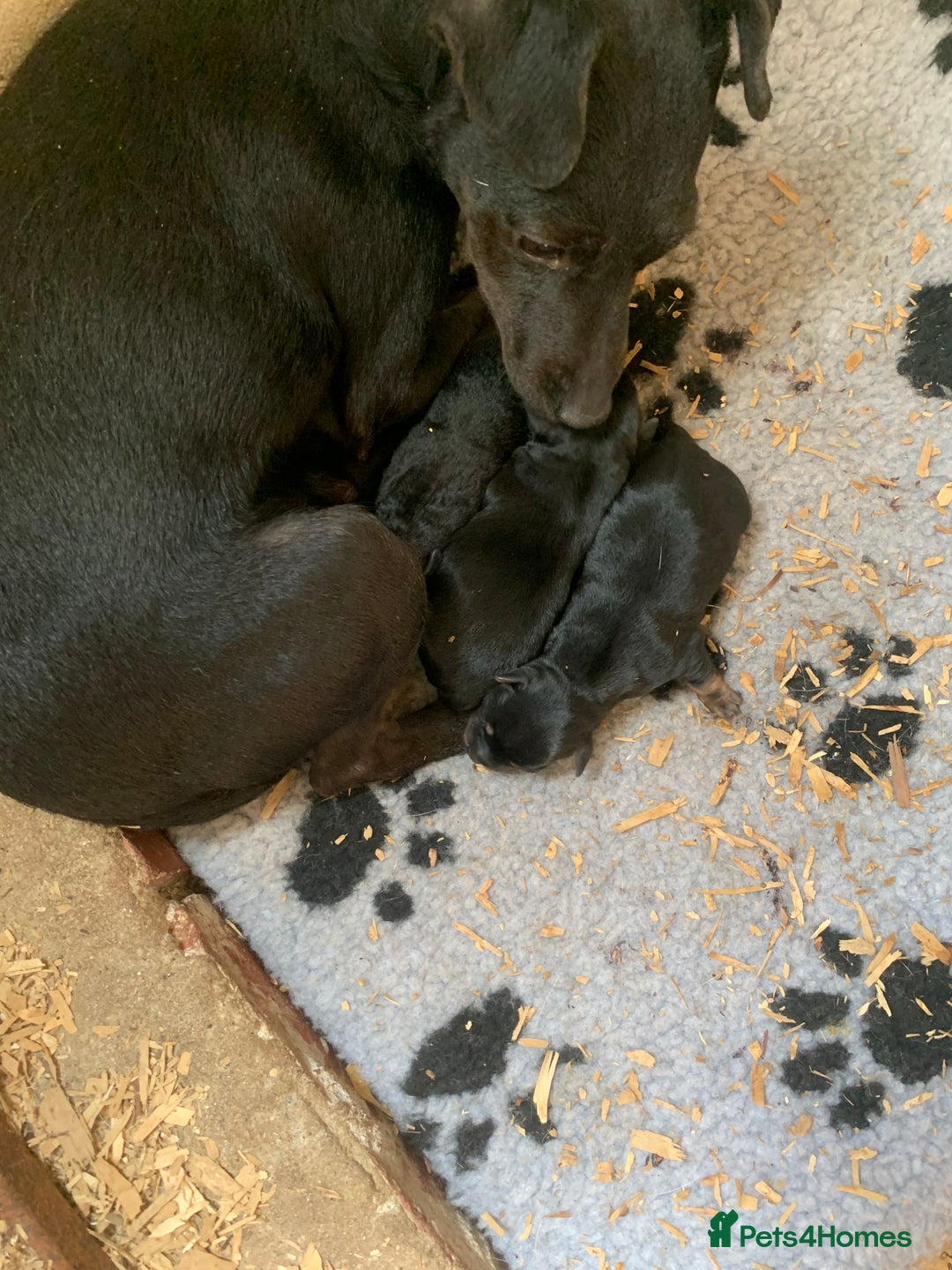 Patterjack dogs for sale: Patterjack puppie  - Image 4