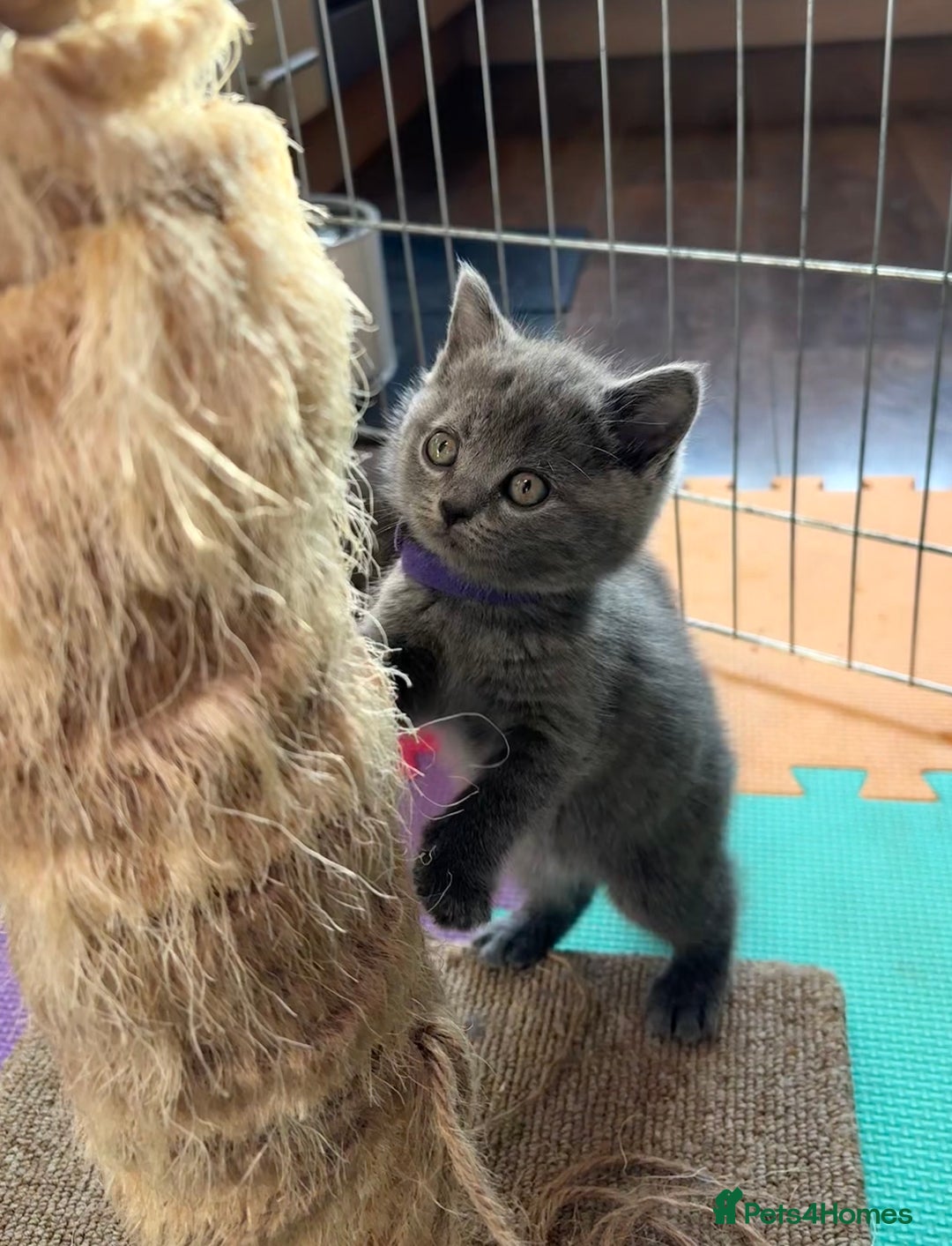 British Shorthair cats for sale: Adorable British Shorthair Kittens For Sale  - Advert 14