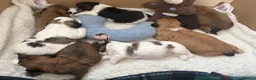 Shih Tzu dogs for sale: Beautiful Shih Tzu puppies in Chester - Advert 14