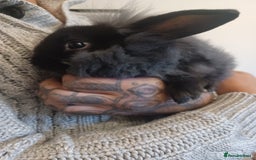 Mini Lion Lop rabbits for sale: Mini lop X mini lion head  - Image 15