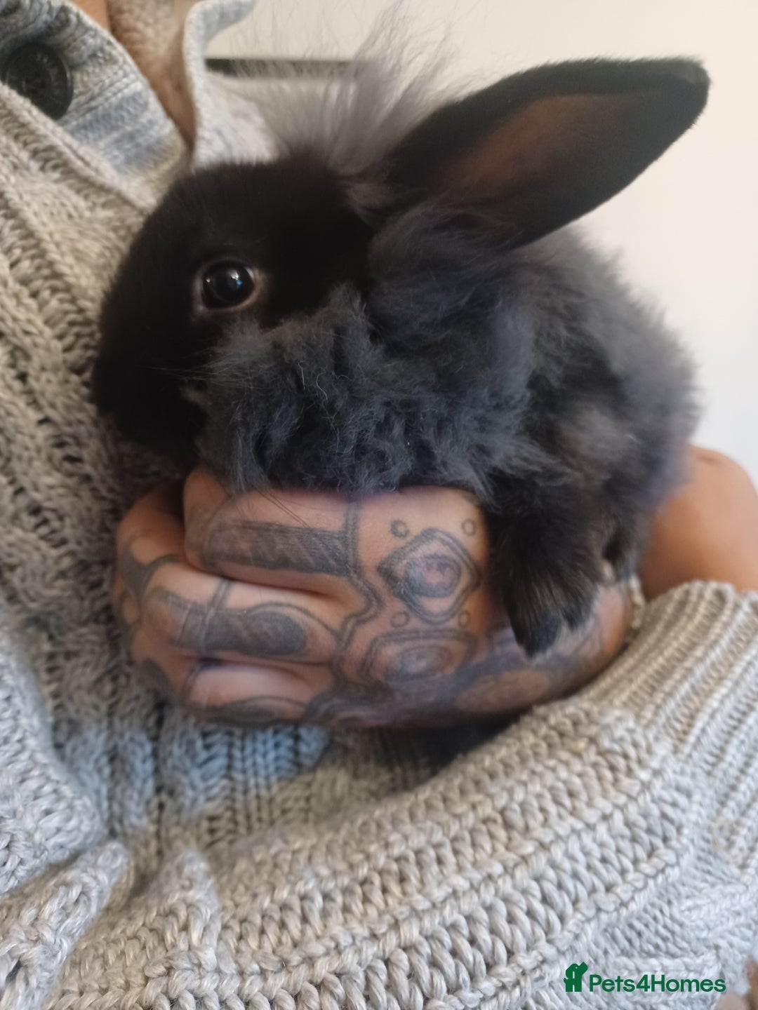 Mini Lion Lop rabbits for sale: Mini lop X mini lion head  - Image 15