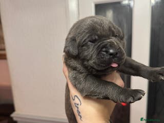 Cane Corso dogs Cane corso puppies - Advert 12