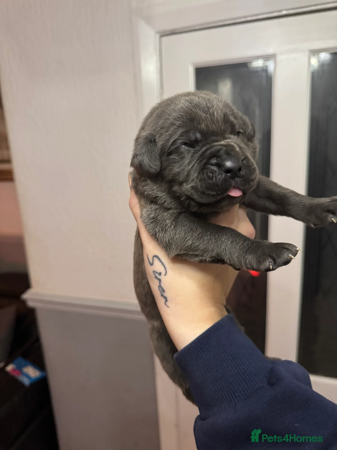 Cane Corso dogs for sale: Cane corso puppies - Advert 2