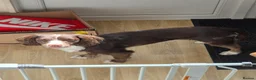 Cocker Spaniel dogs for sale: Sonic in Grantham - Advert 4