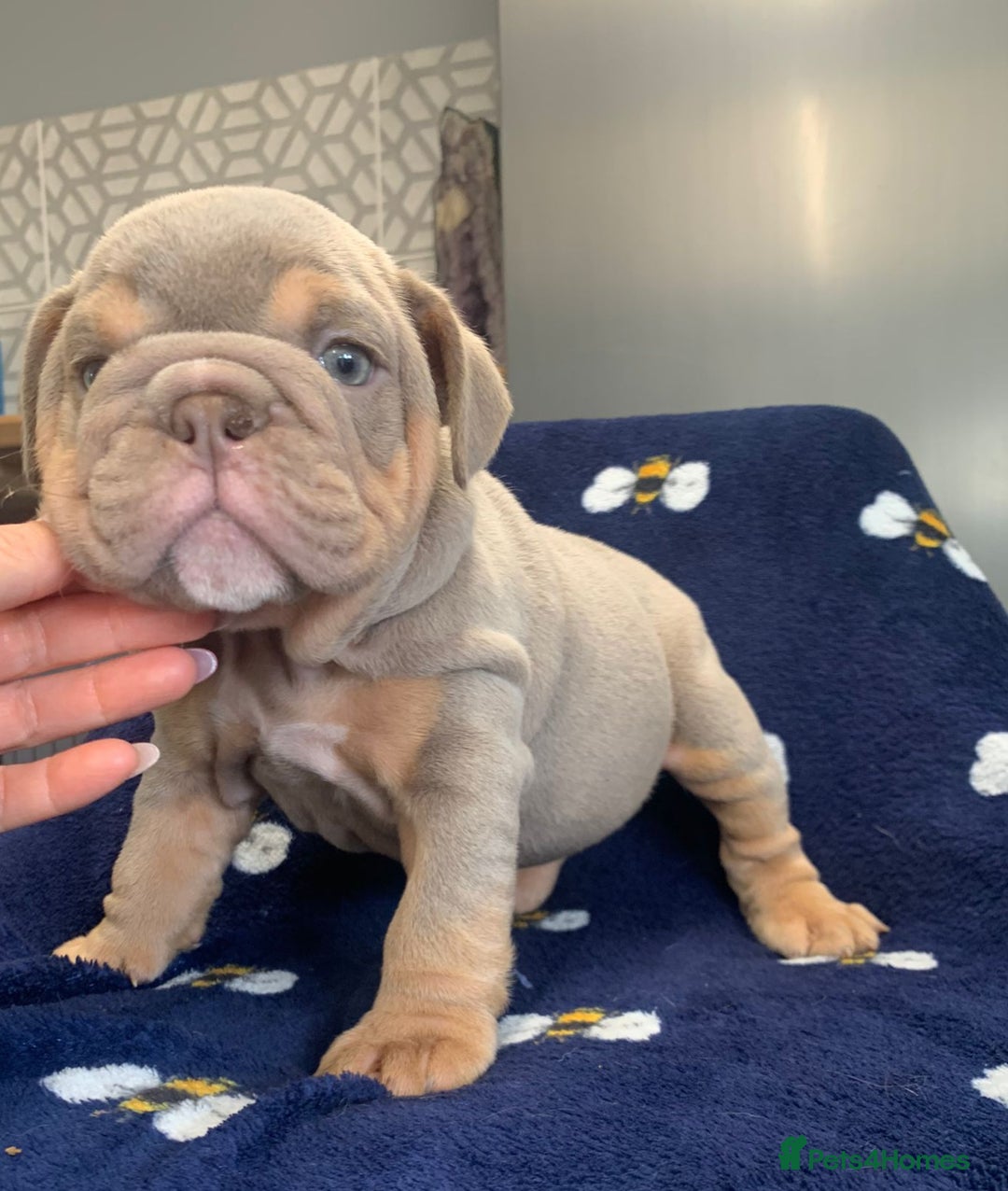 English Bulldog dogs for stud: Beautiful lilac and tan british bulldog for stud  in Norwich - Image 12
