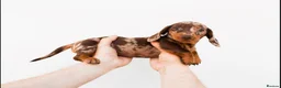 Miniature Dachshund dogs for sale: Chocolate miniature Dachshund puppies. - Advert 2
