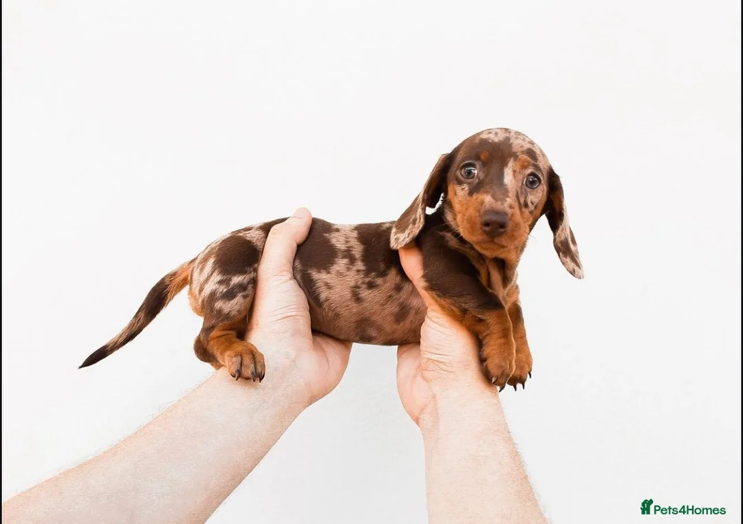 Miniature Dachshund dogs for sale: Chocolate miniature Dachshund puppies. - Advert 2