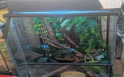 Frog reptiles for sale: Downsizing tree frogs  - Image 7
