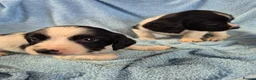 English Springer Spaniel dogs for sale: Springer Spaniel Puppies  - Advert 19