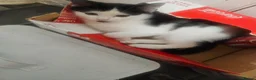 Mixed Breed cats for sale: Kittens  - Advert 4