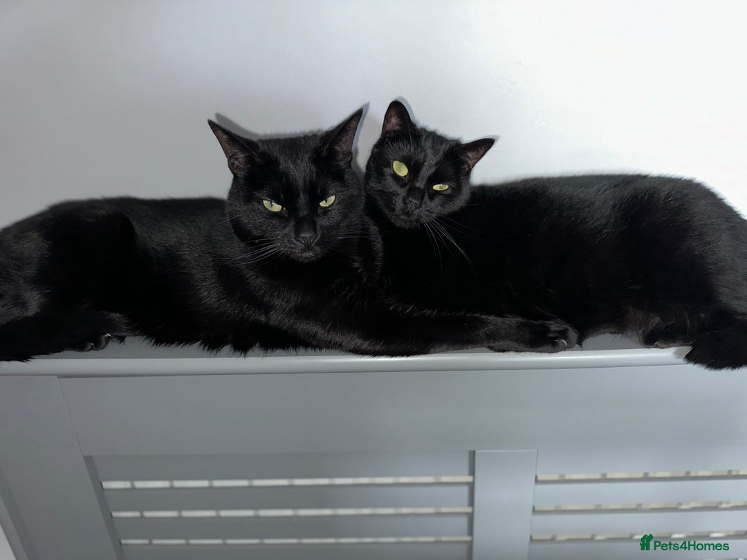 Domestic Shorthair cats for sale: Indi & Callie - Advert 3