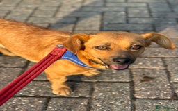 Mixed Breed dogs for adoption: Lovely Luna looking for LOVE - Image 13